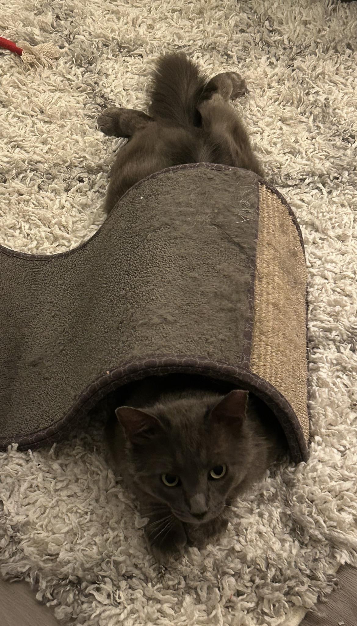 Enlarge MJ aka Mr. January , a ADOPTABLE mixed breed in Gilbert, AZ image 4/4