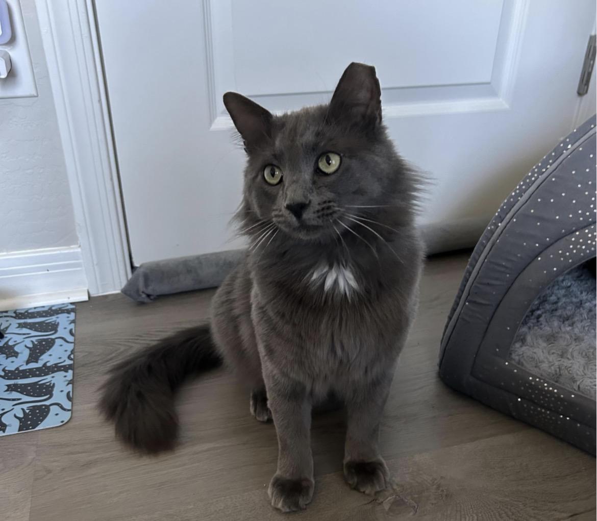 Enlarge MJ aka Mr. January , a ADOPTABLE mixed breed in Gilbert, AZ image 2/4