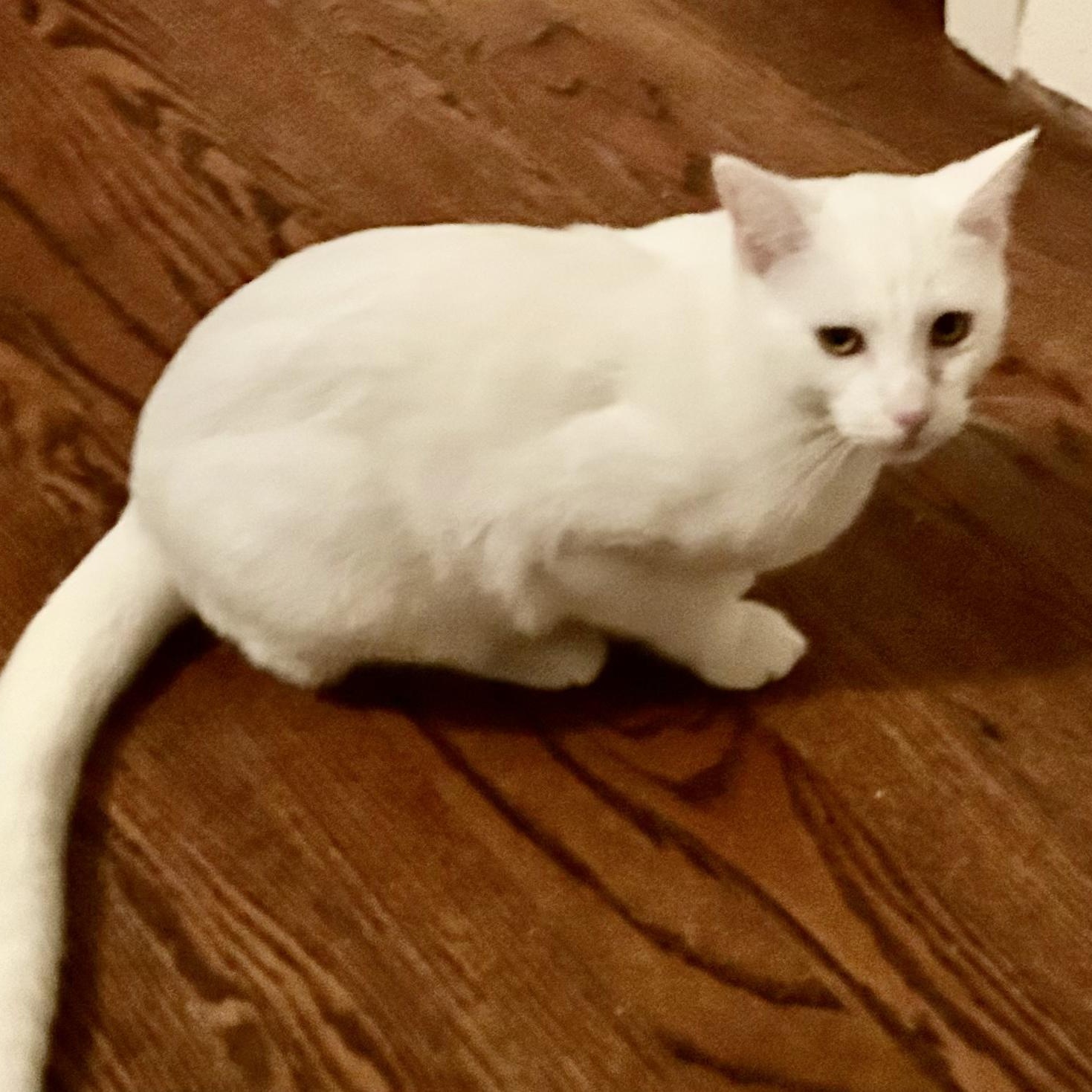 Cotton