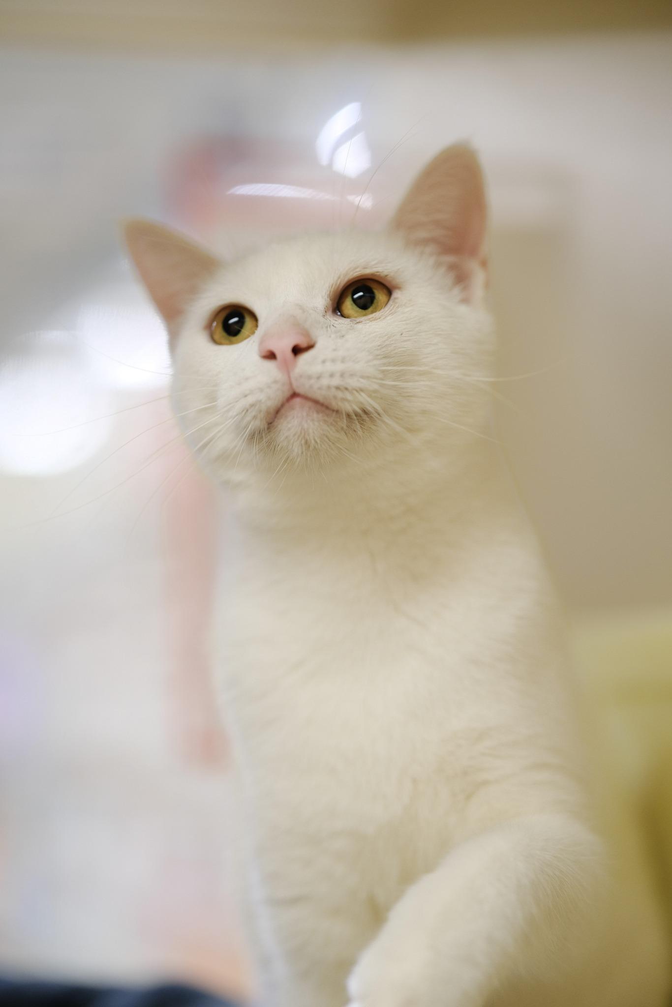 Cotton