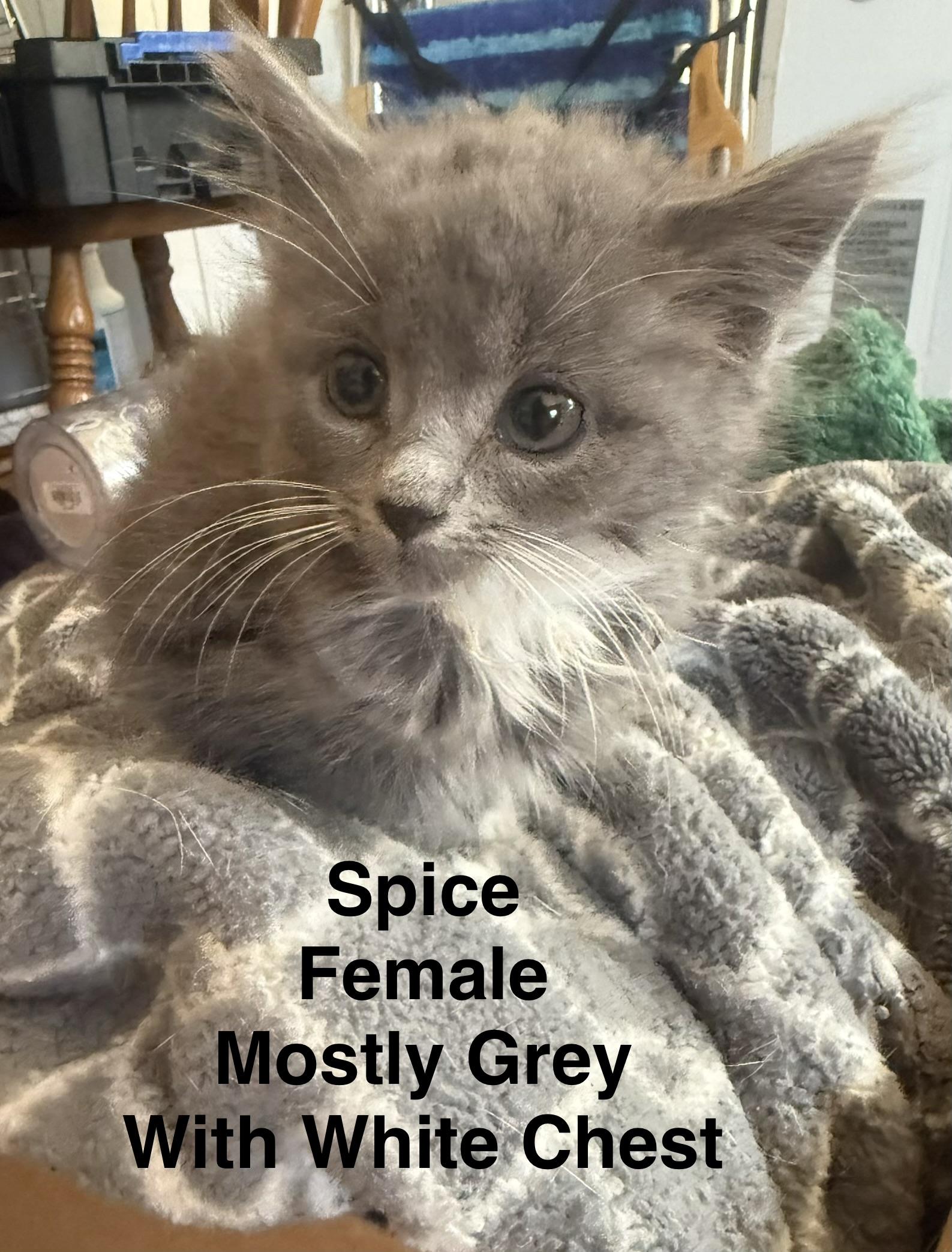 Spice, ADOPTABLE, Kitten Female Domestic Short Hair.