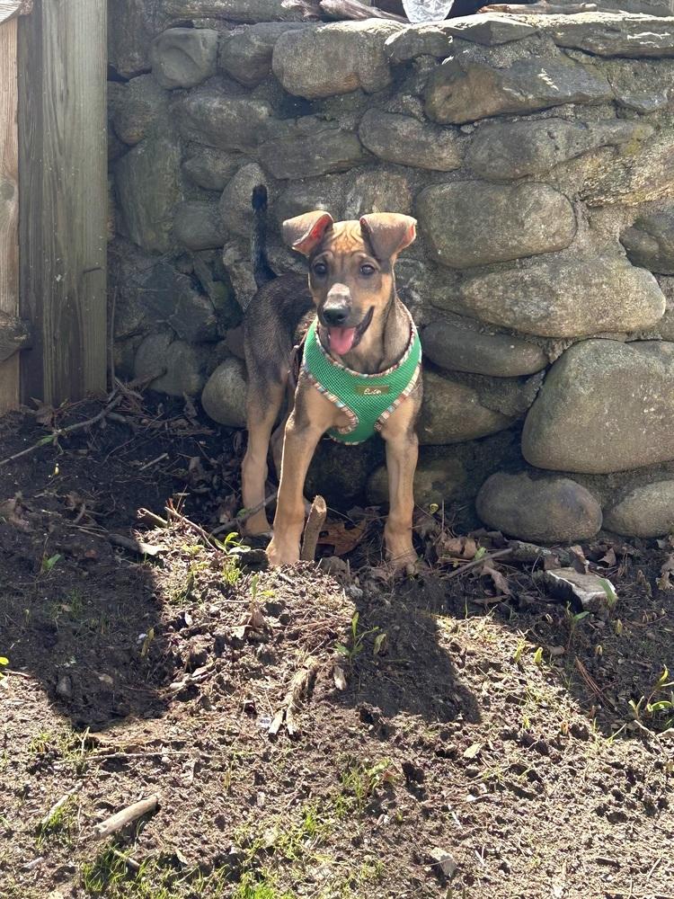 Enlarge Helena, a Adoptable mixed breed in Randolph, MA image 3/5