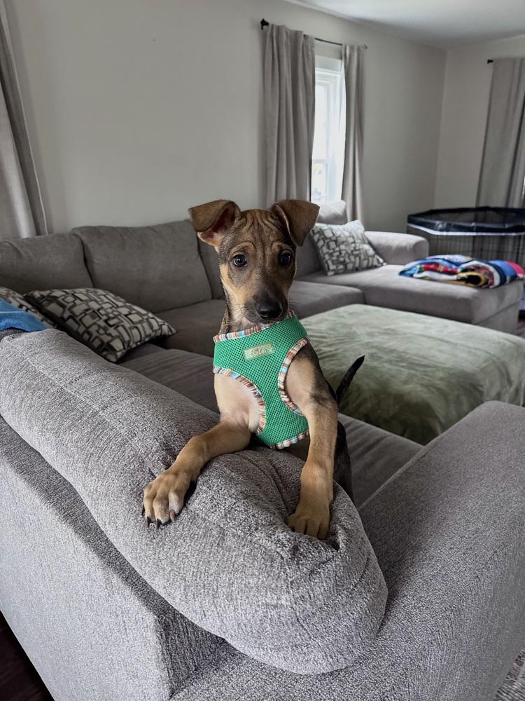 Enlarge Helena, a Adoptable mixed breed in Randolph, MA image 4/5