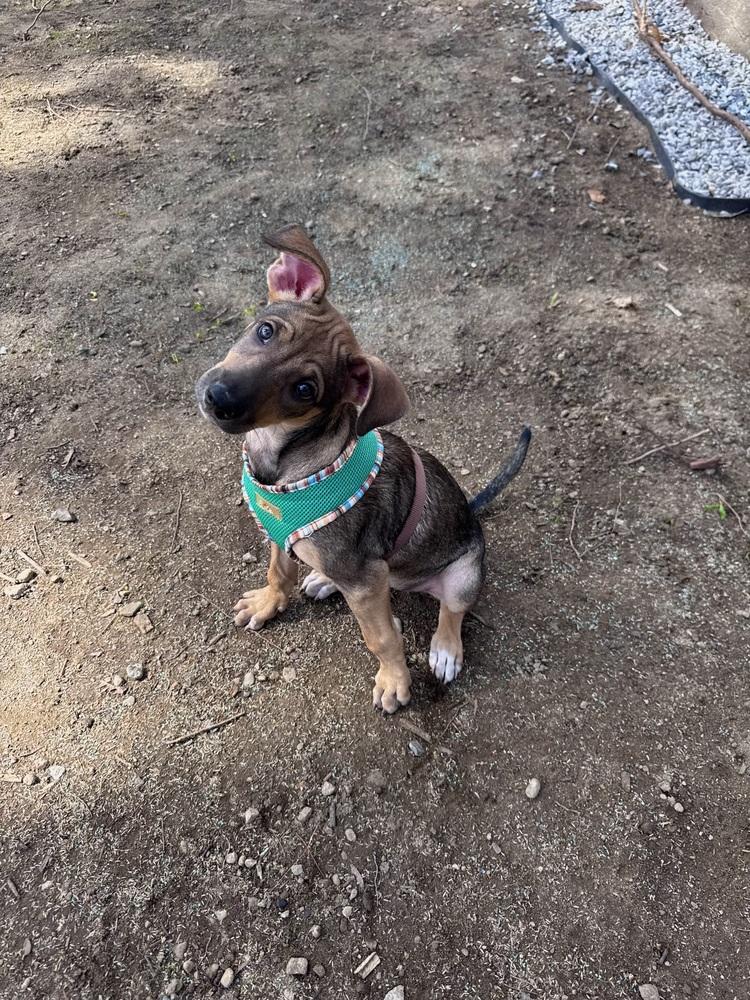 Enlarge Helena, a Adoptable mixed breed in Randolph, MA image 1/5