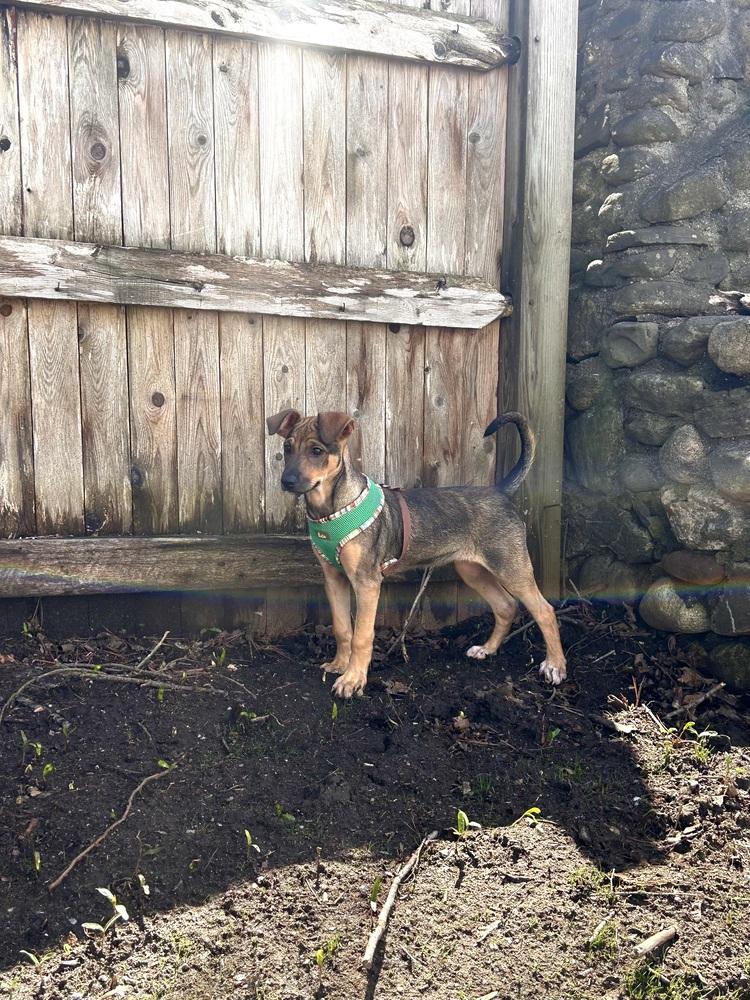 Enlarge Helena, a Adoptable mixed breed in Randolph, MA image 5/5