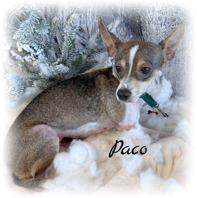 Enlarge Paco, an adopted mixed breed in Tulsa, OK image 2/6
