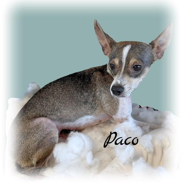 Enlarge Paco, an adopted mixed breed in Tulsa, OK image 4/6