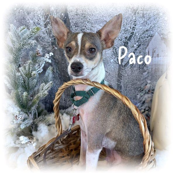 Enlarge Paco, an adopted mixed breed in Tulsa, OK image 1/6
