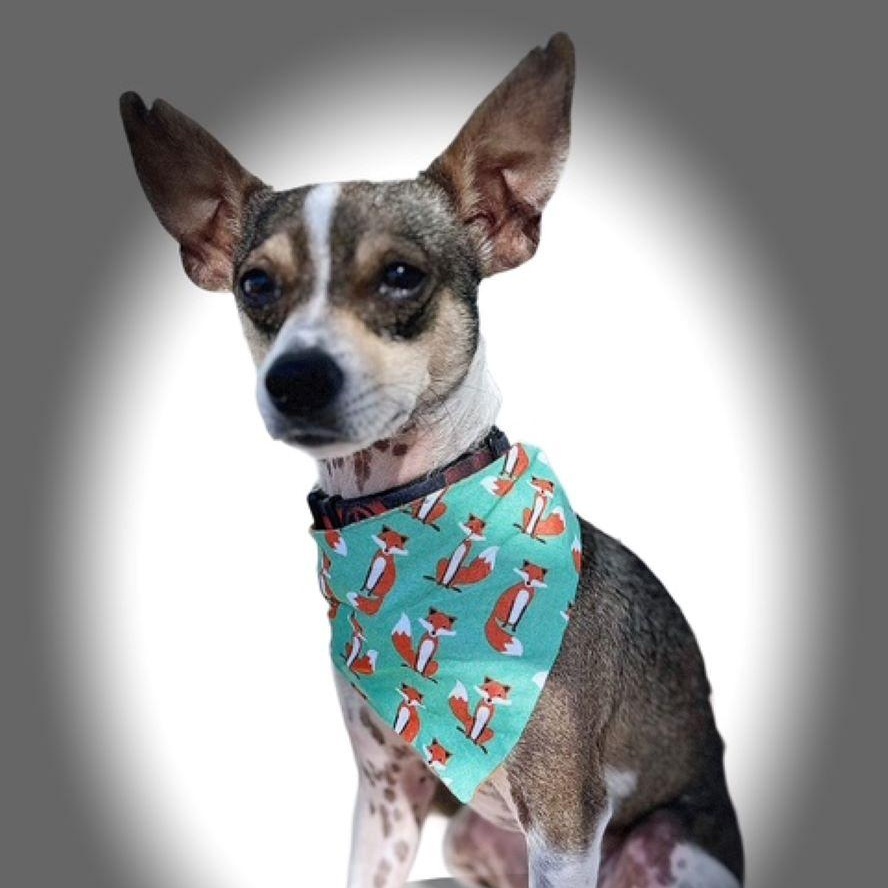 Enlarge Paco, an adopted mixed breed in Tulsa, OK image 5/6