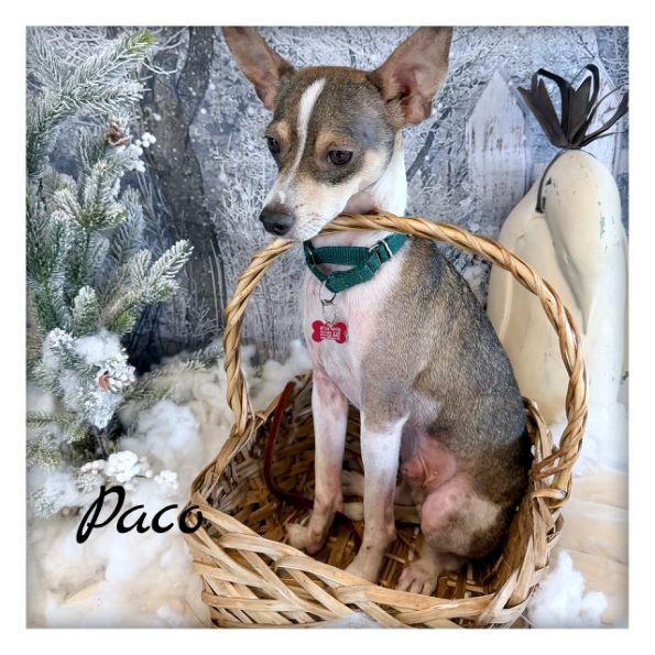Enlarge Paco, an adopted mixed breed in Tulsa, OK image 6/6