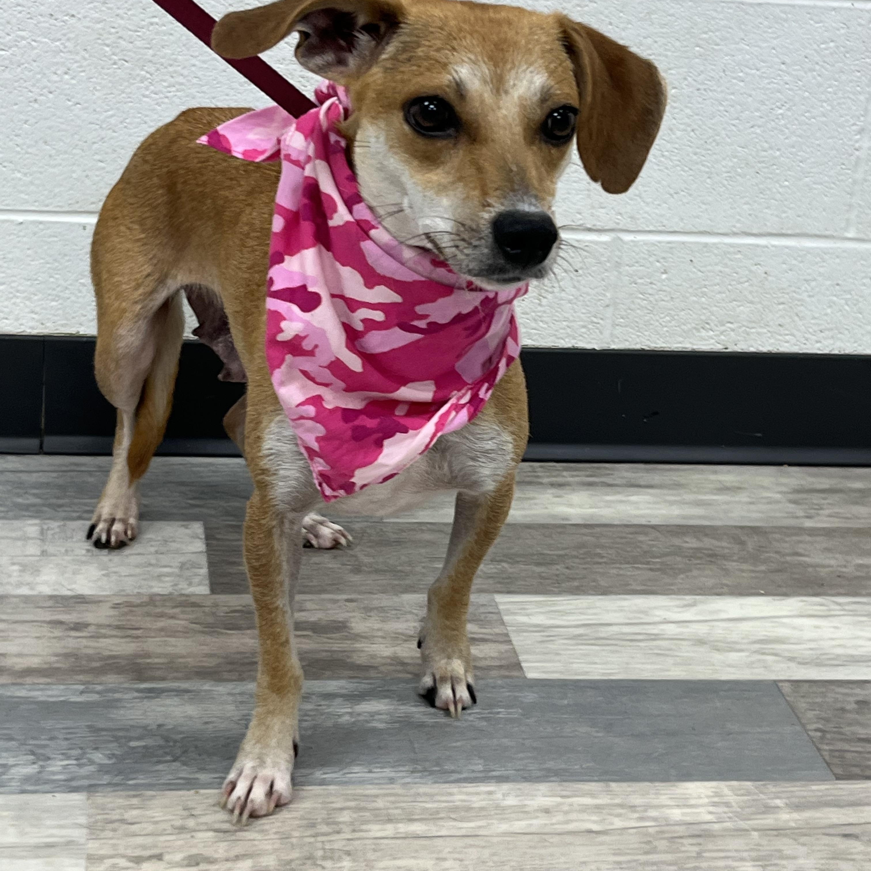 Pippi, a ADOPTABLE mixed breed in Olympia, WA image 3/3