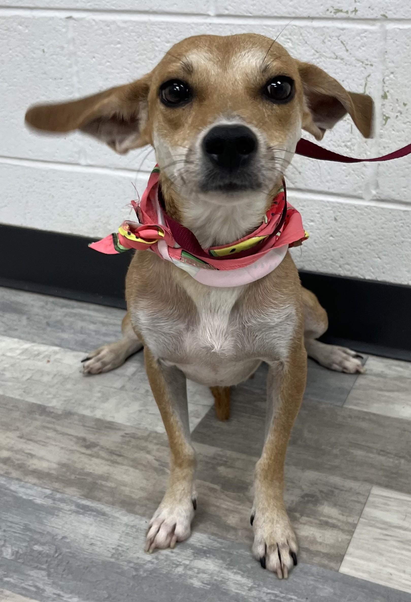 Pippi, ADOPTABLE, Young Female Dachshund & Terrier.