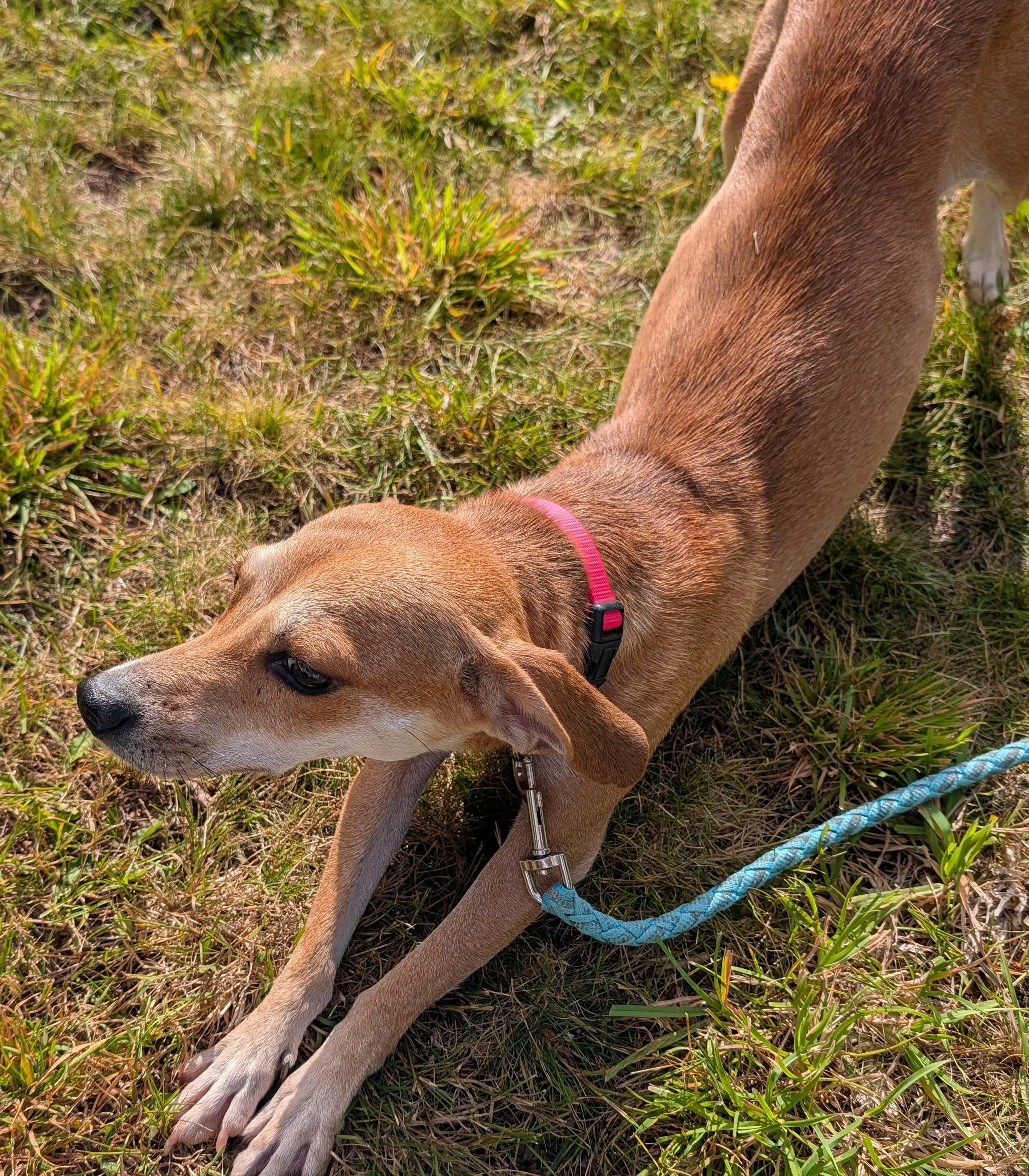 Pippi, a ADOPTABLE mixed breed in Olympia, WA image 2/5