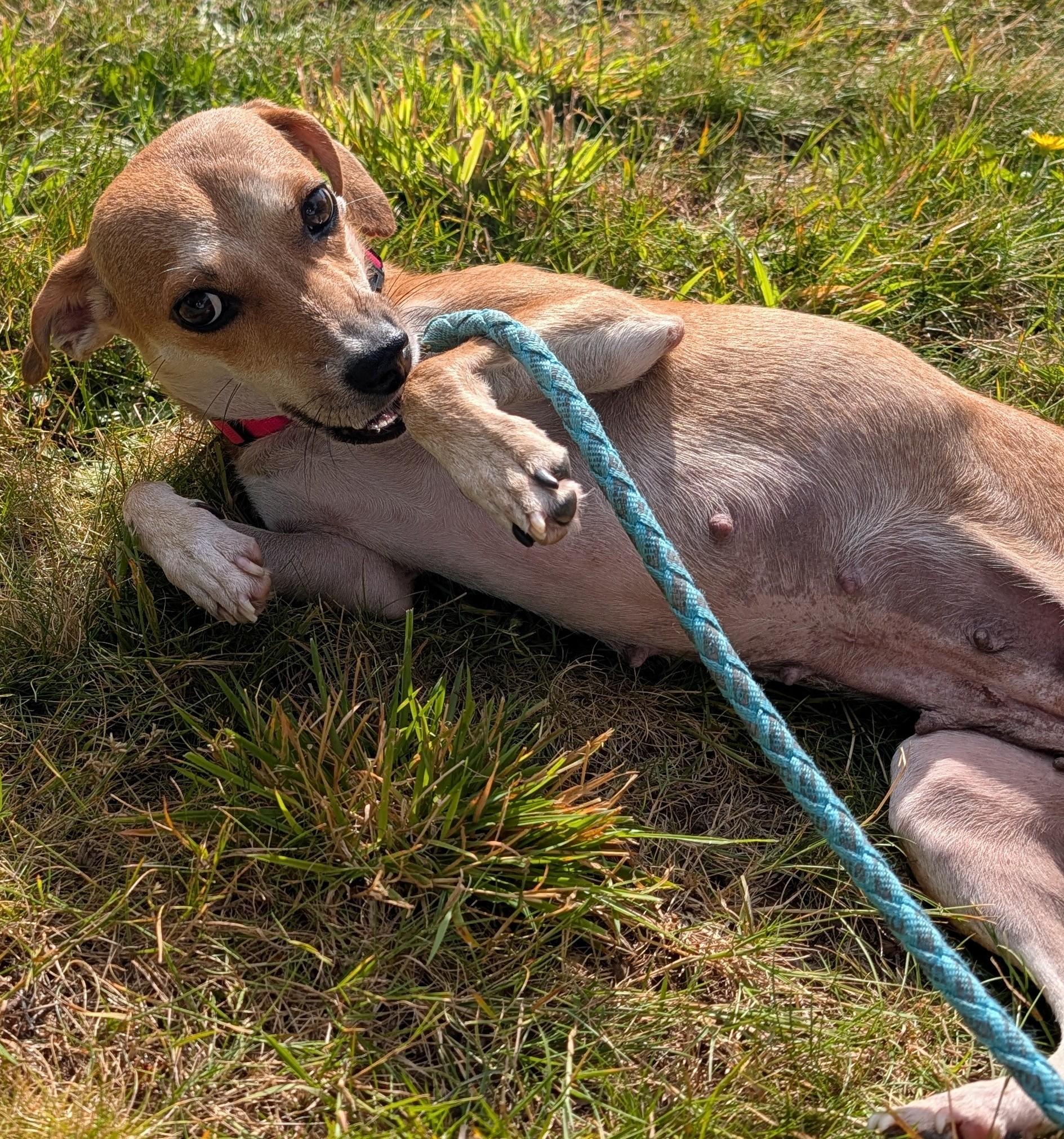 Pippi, a ADOPTABLE mixed breed in Olympia, WA image 1/5