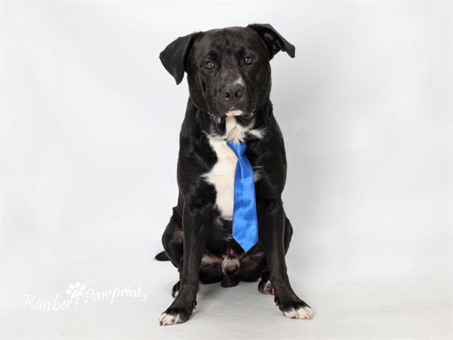 CHANCE, Adoptable, Adult Male Labrador Retriever & Mixed Breed.
