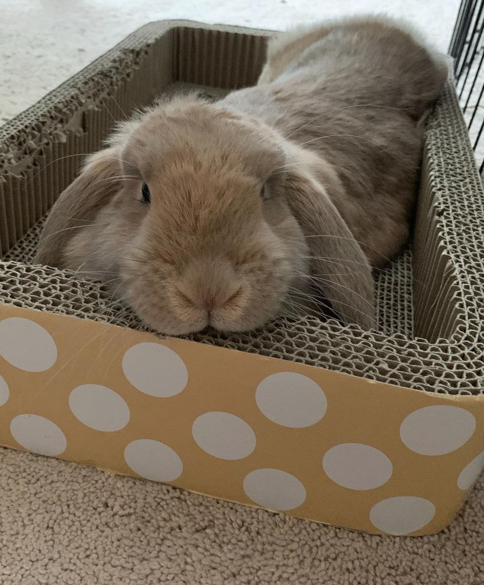 Daisy, Adult Female unknown