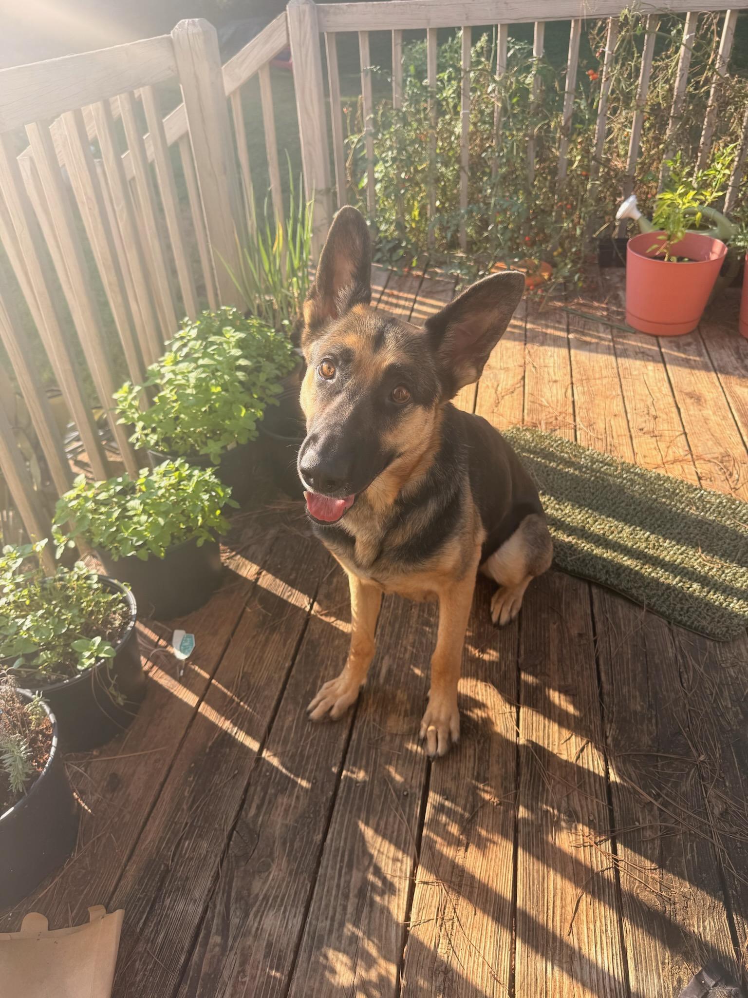 Enlarge Loretta, a Adoptable German Shepherd Dog in Greenville, SC image 1/1