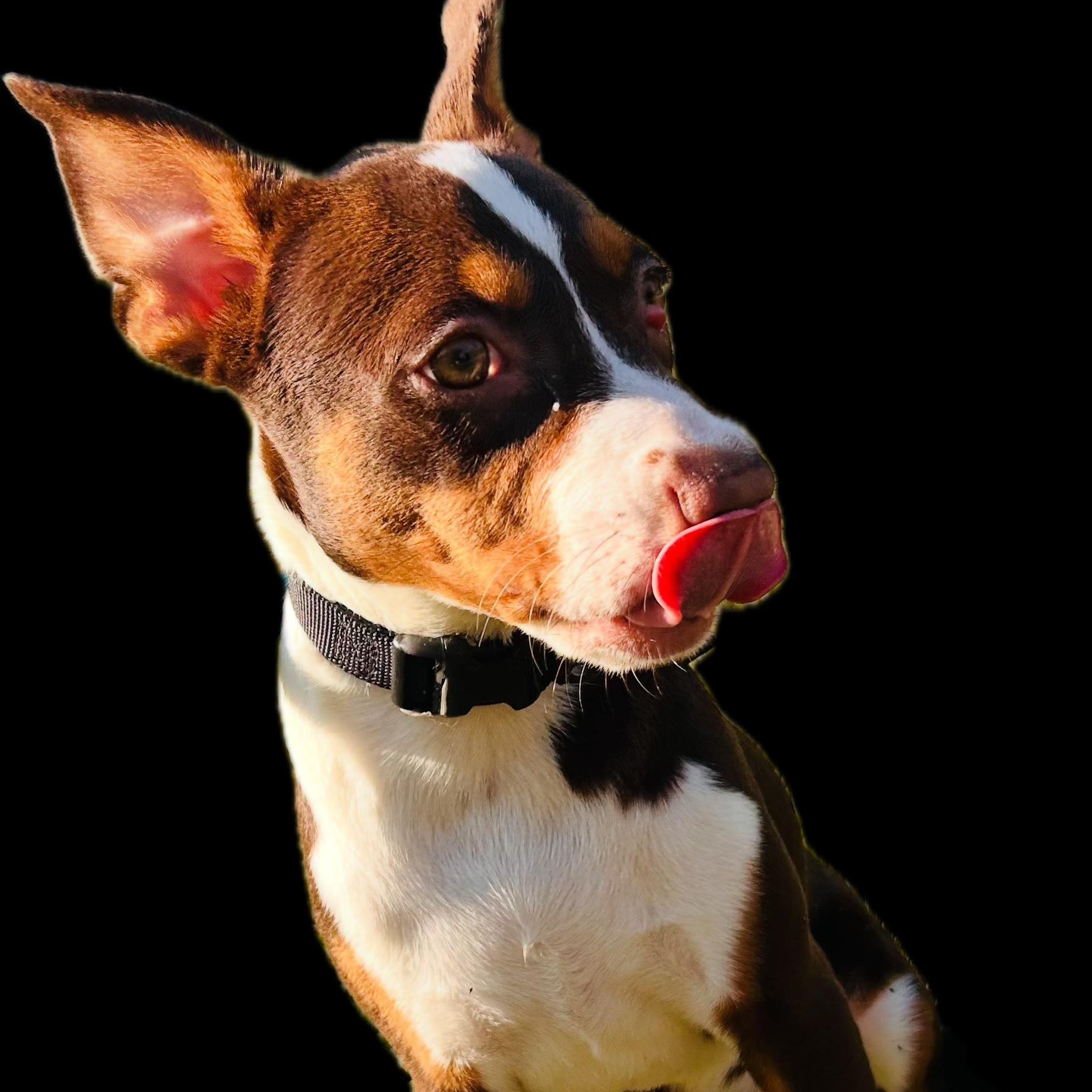 Enlarge Piper, a Adoptable mixed breed in Oak Bluffs, MA image 1/1