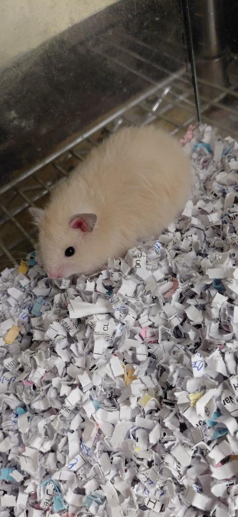 Bear, Adoptable, Baby Male Hamster.