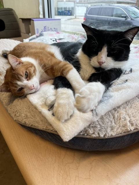 Patitz *SPONSORED ADOPTION FEE*, a Adoptable Domestic Short Hair in Chicago, IL image 2/5