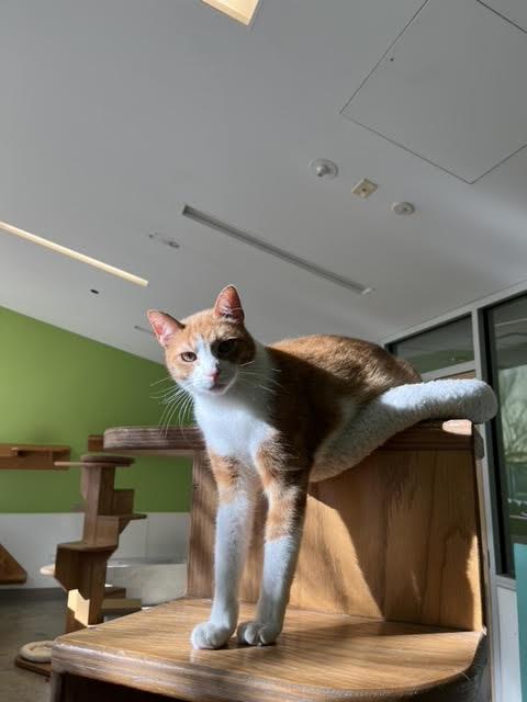 Patitz *SPONSORED ADOPTION FEE*, a Adoptable Domestic Short Hair in Chicago, IL image 3/5