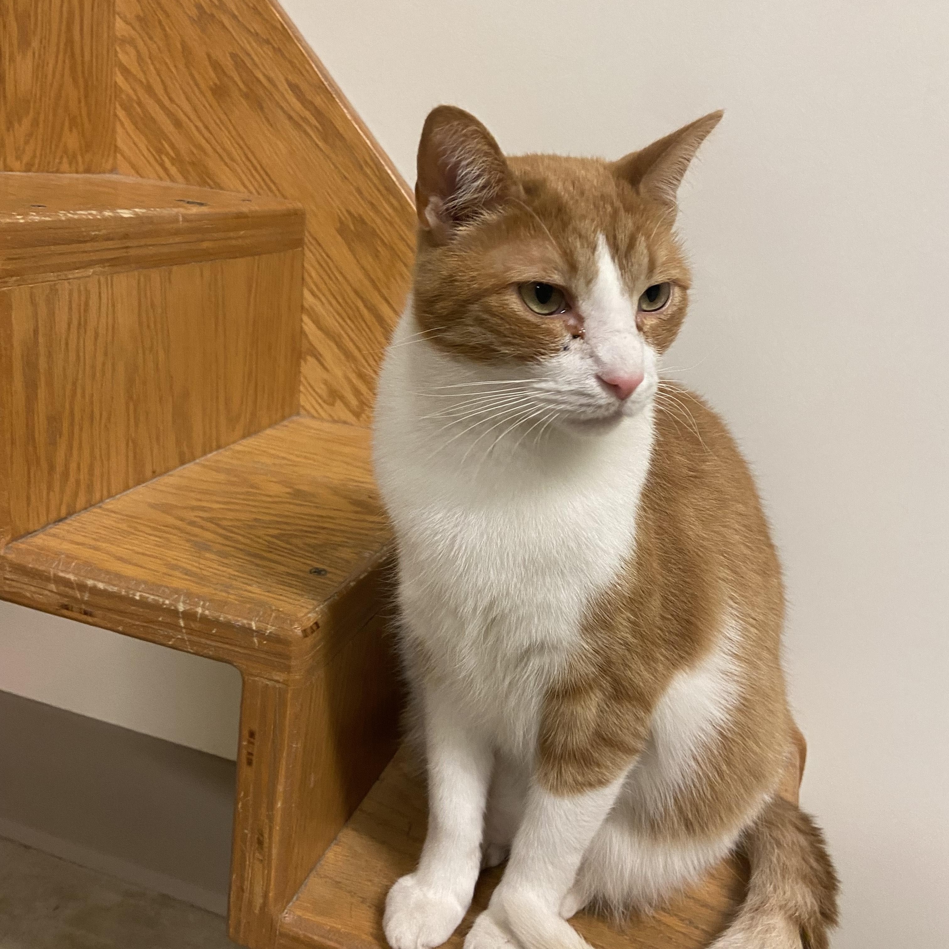 Patitz *SPONSORED ADOPTION FEE*, Adoptable, Young Male Domestic Short Hair.