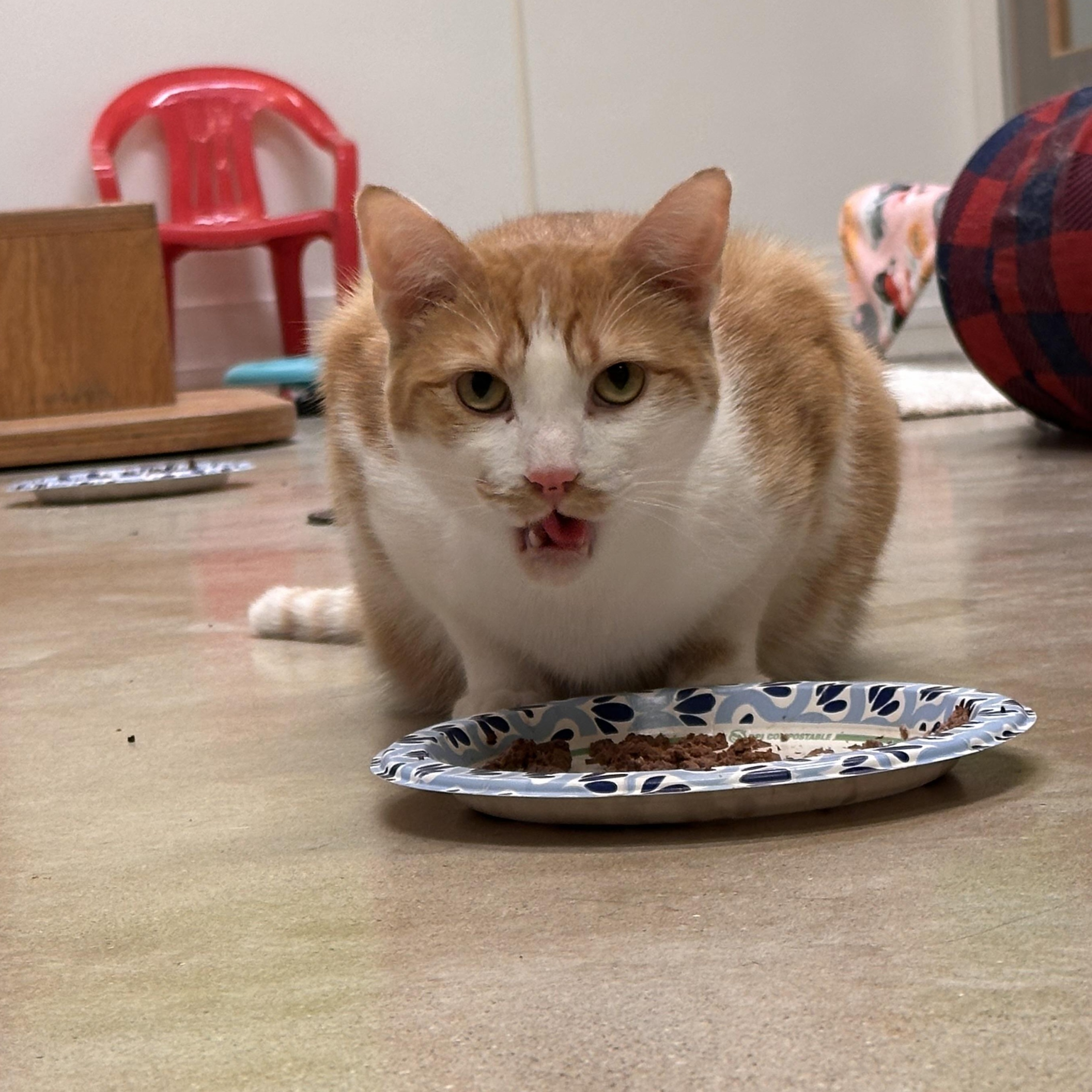 Patitz *SPONSORED ADOPTION FEE*, a Adoptable Domestic Short Hair in Chicago, IL image 5/5