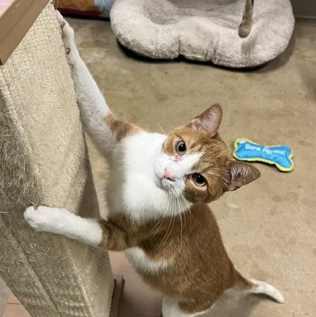 Patitz *SPONSORED ADOPTION FEE*, a Adoptable Domestic Short Hair in Chicago, IL image 4/5