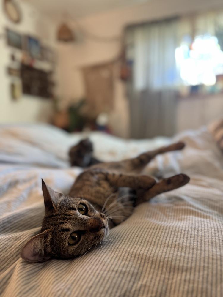 Duchess, Adoptable, Kitten Female Domestic Short Hair.