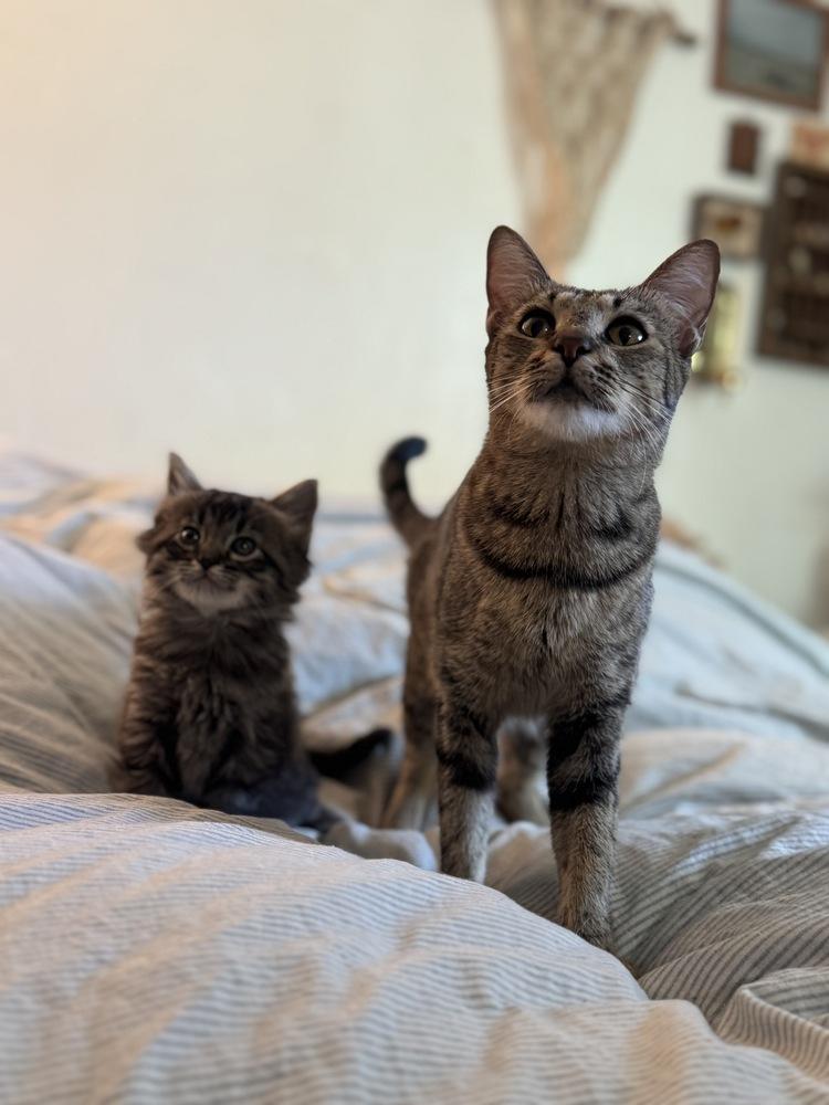 Enlarge Duchess, a Adoptable Domestic Short Hair in Tucson, AZ image 3/3