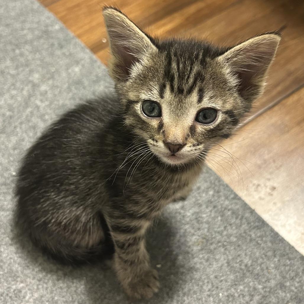 Elijah Craig, Adoptable, Kitten Male Domestic Short Hair.