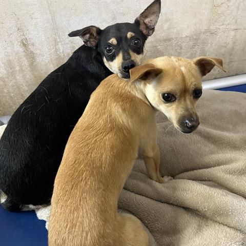 KAY, Adoptable, Young Female Chihuahua.