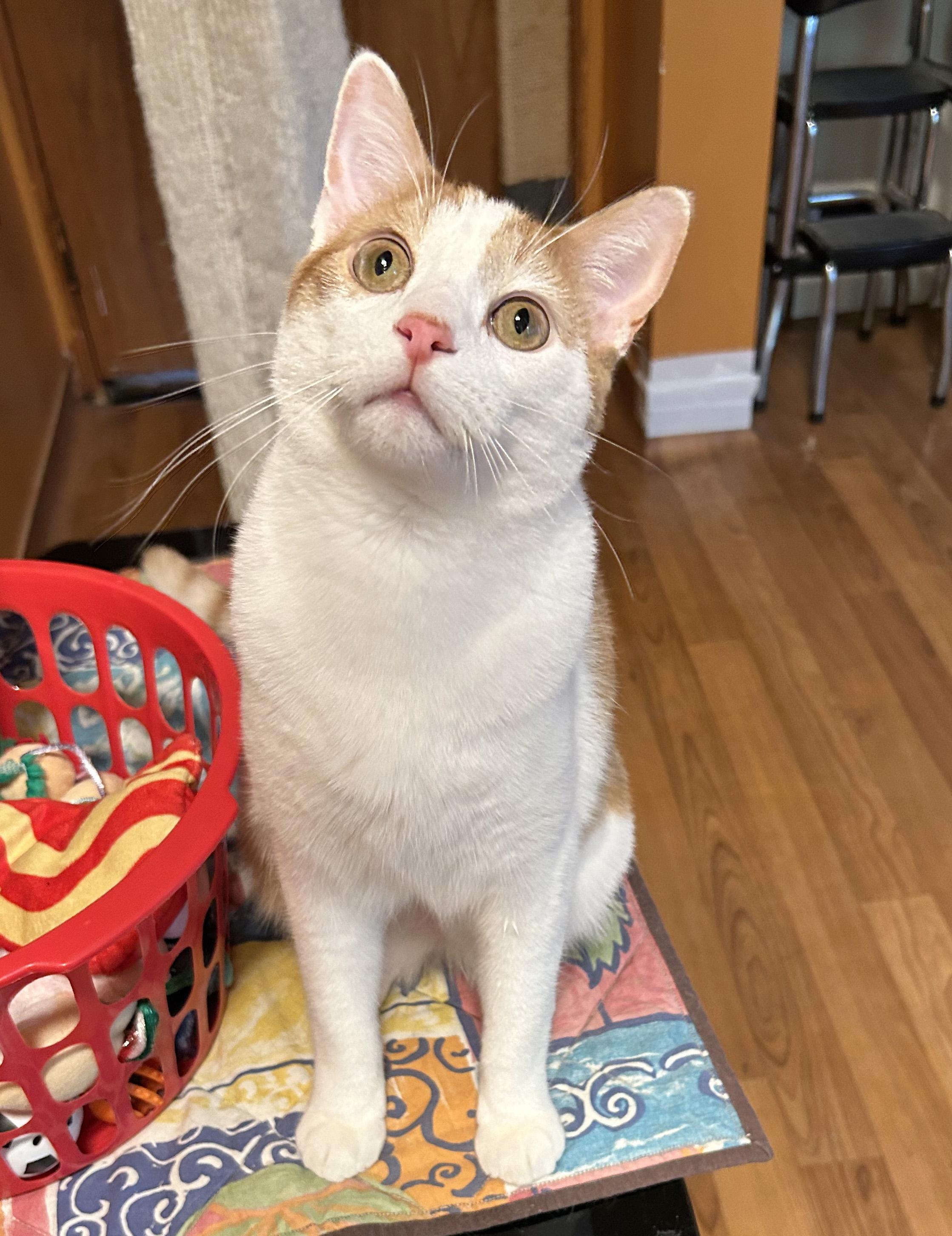 Enlarge Fjord, a Adoptable Tabby in Parkville, MO image 3/6