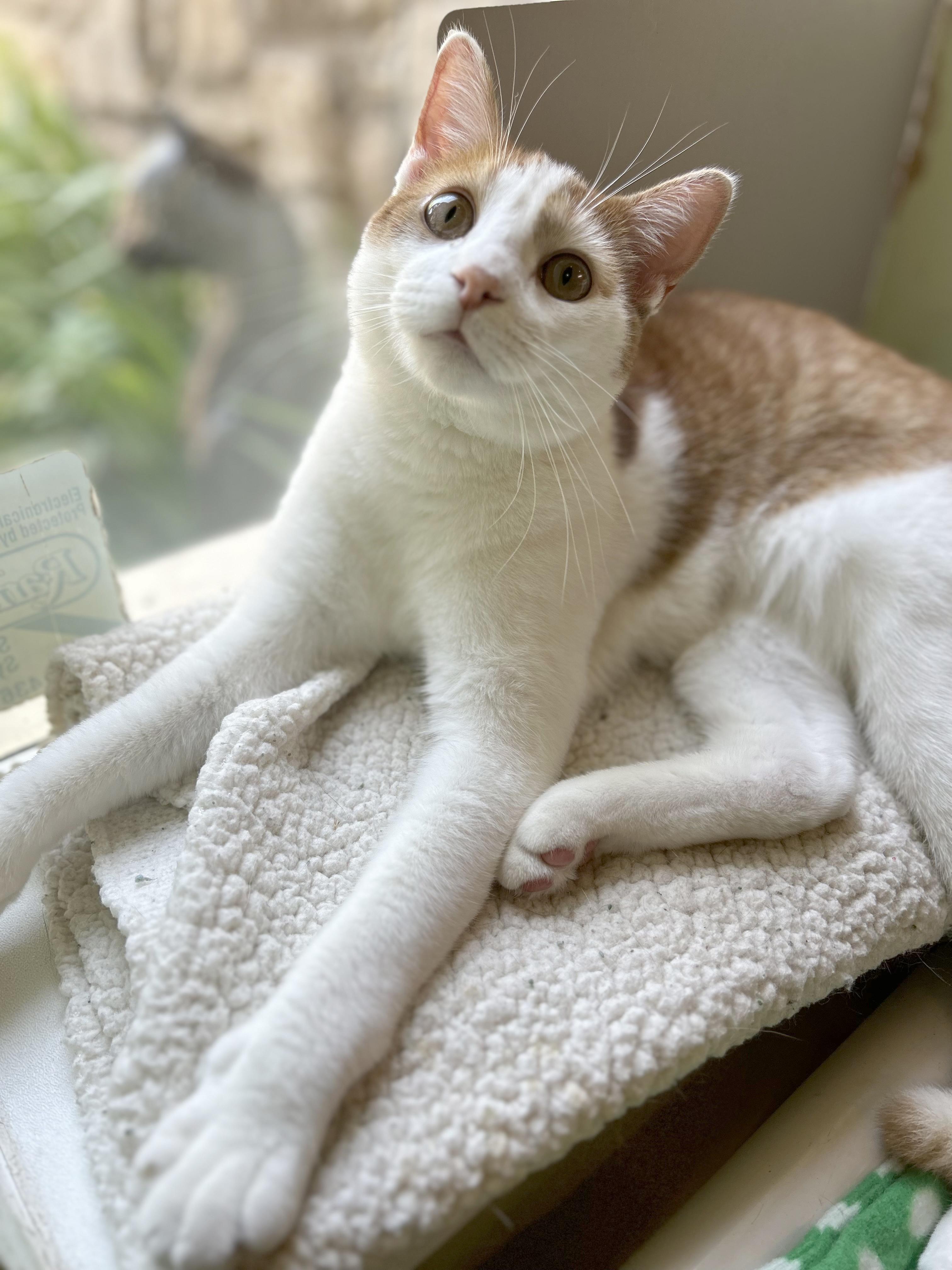 Enlarge Fjord, a Adoptable Tabby in Parkville, MO image 2/6