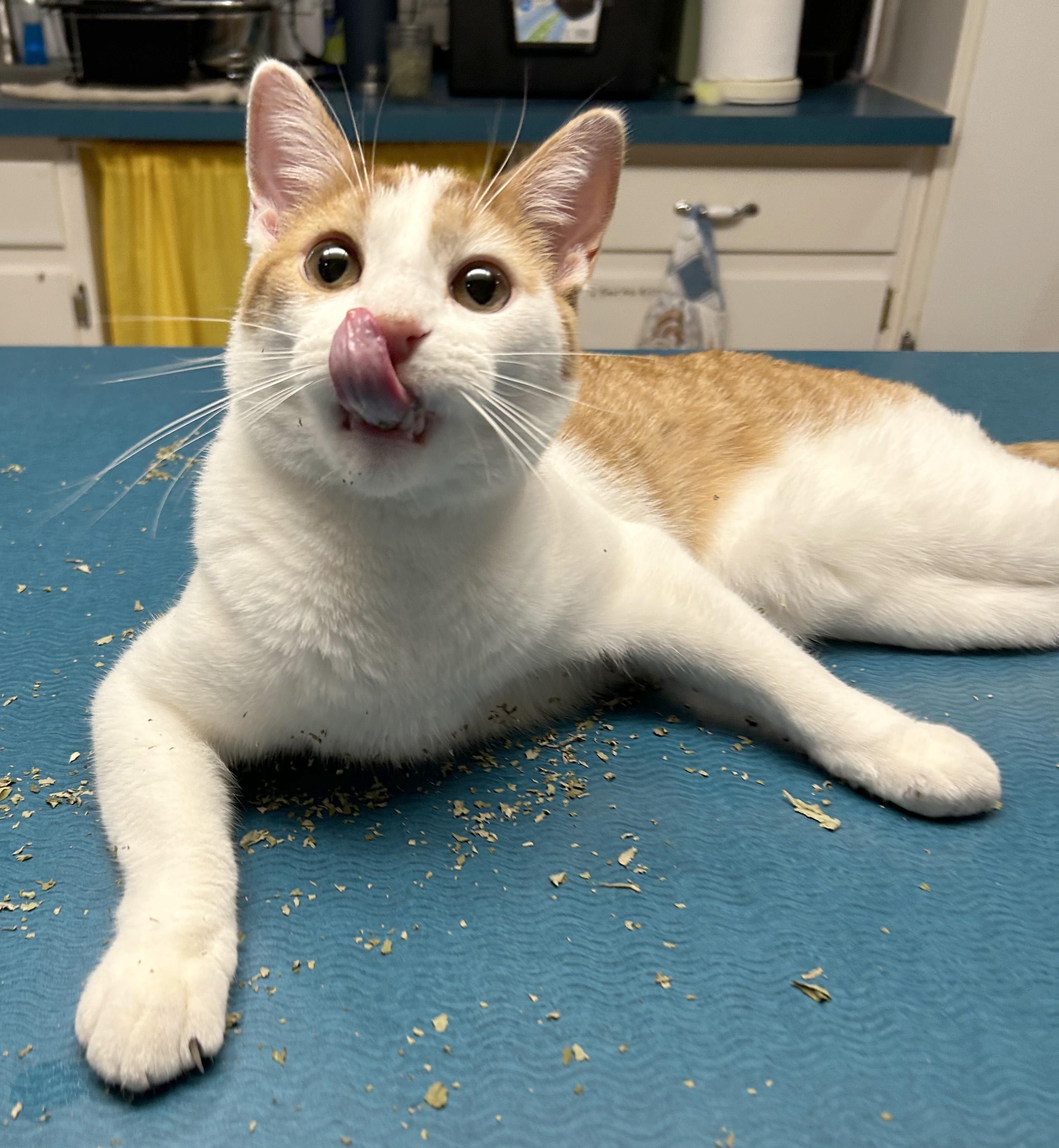 Fjord, Adoptable, Young Male Tabby.