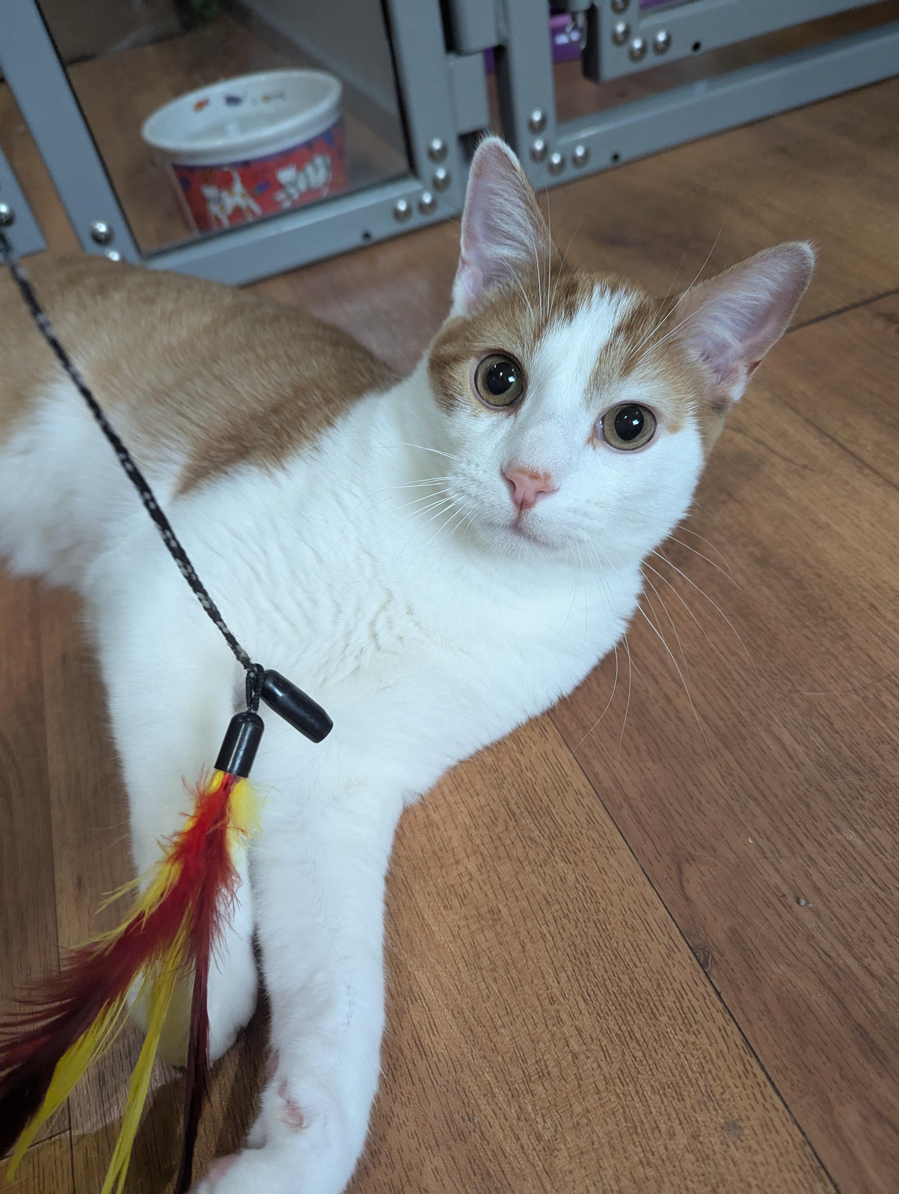 Enlarge Fjord, a Adoptable Tabby in Parkville, MO image 5/6