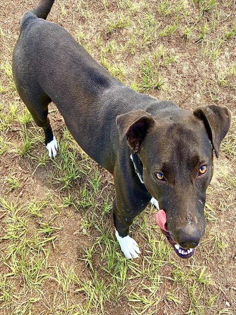 MARCO, Adoptable, Young Male Labrador Retriever & Mixed Breed.