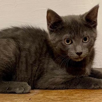 Nimm, Baby Male Domestic Short Hair
