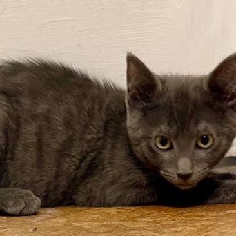 Nimm, a Adoptable mixed breed in Richmond, VA image 3/4