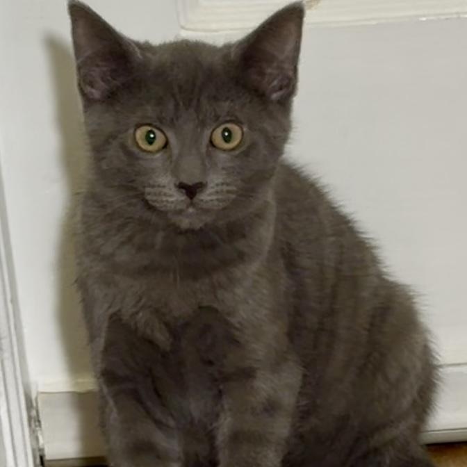 Nimm, a Adoptable mixed breed in Richmond, VA image 4/4