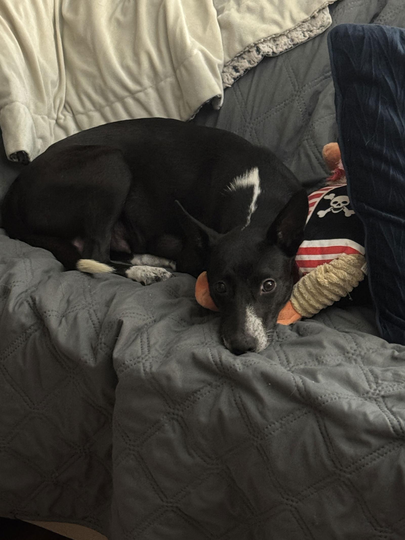 Aurora, Adoptable, Young Female Mixed Breed.