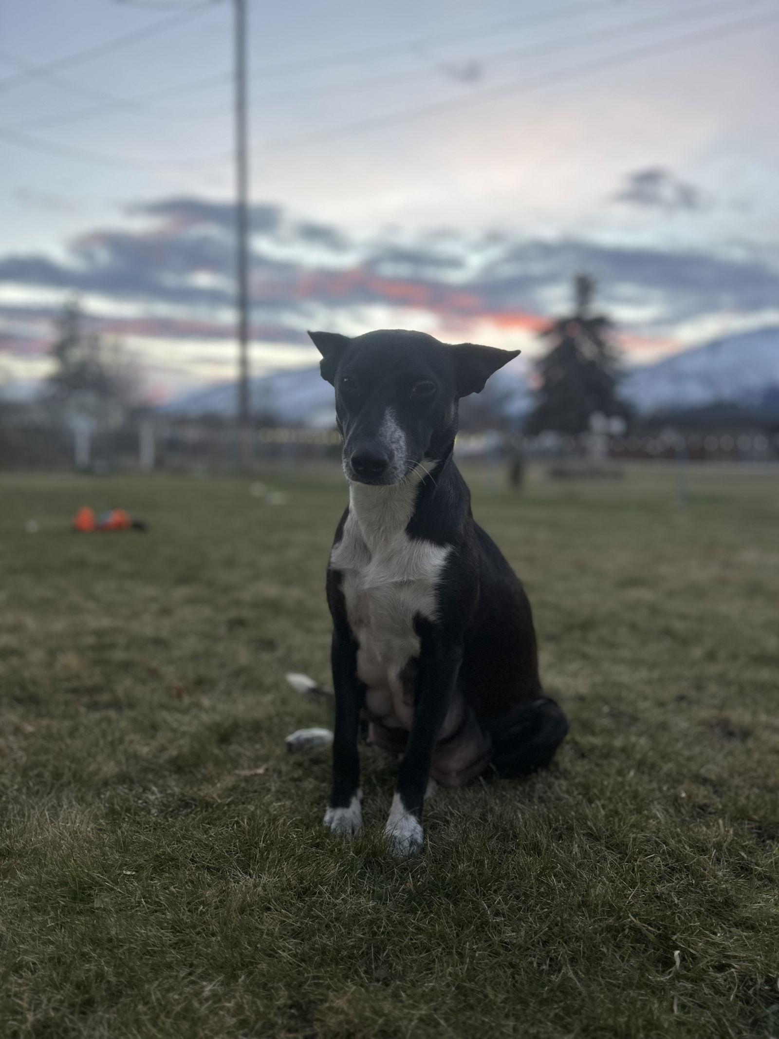 Enlarge Aurora, a Adoptable Mixed Breed in Polson, MT image 2/3