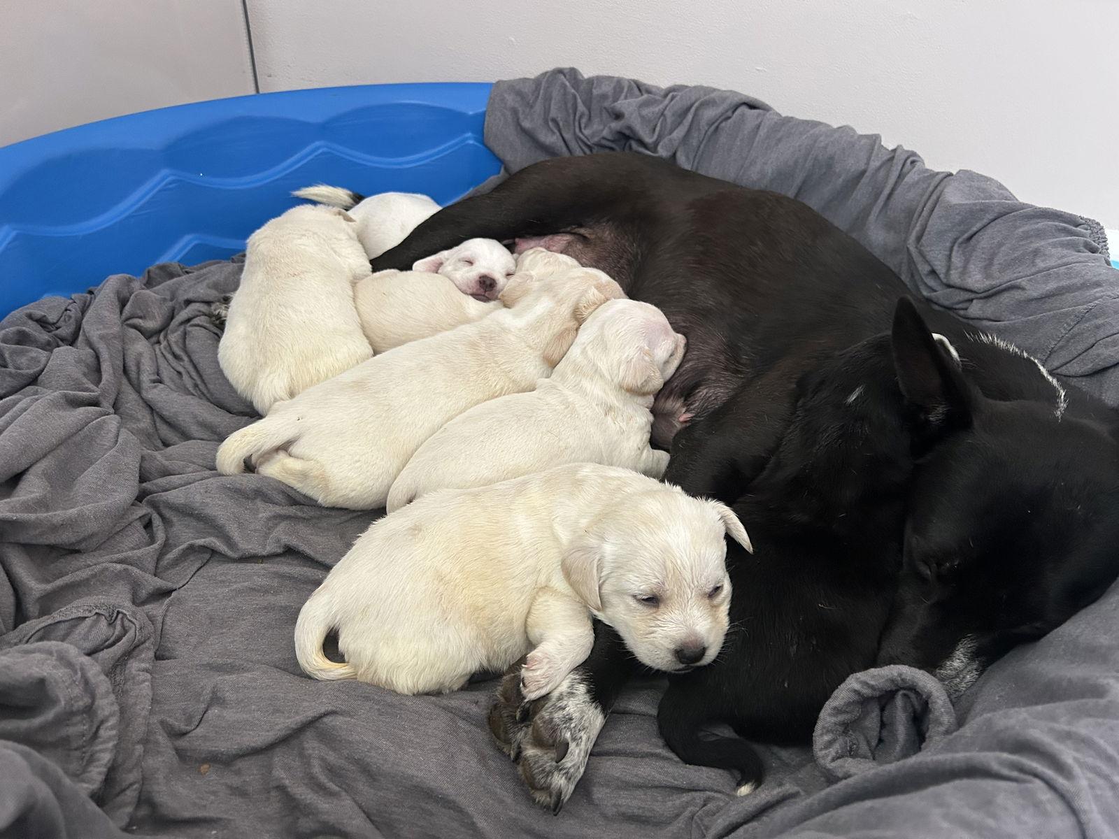 Enlarge Aurora, a Adoptable Mixed Breed in Polson, MT image 3/3