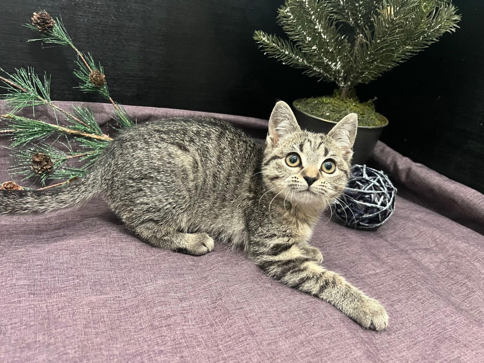 Luna Star, Adoptable, Kitten Female Tabby & Domestic Short Hair.