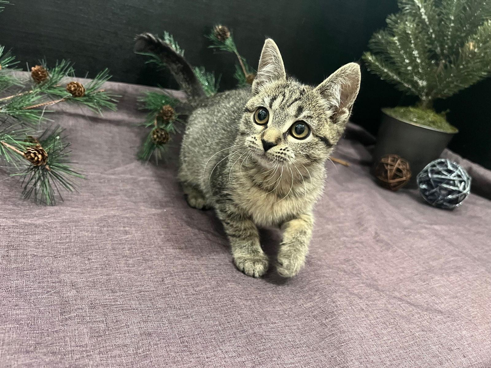 Enlarge Luna Star, a Adoptable mixed breed in Fayetteville, GA image 2/3