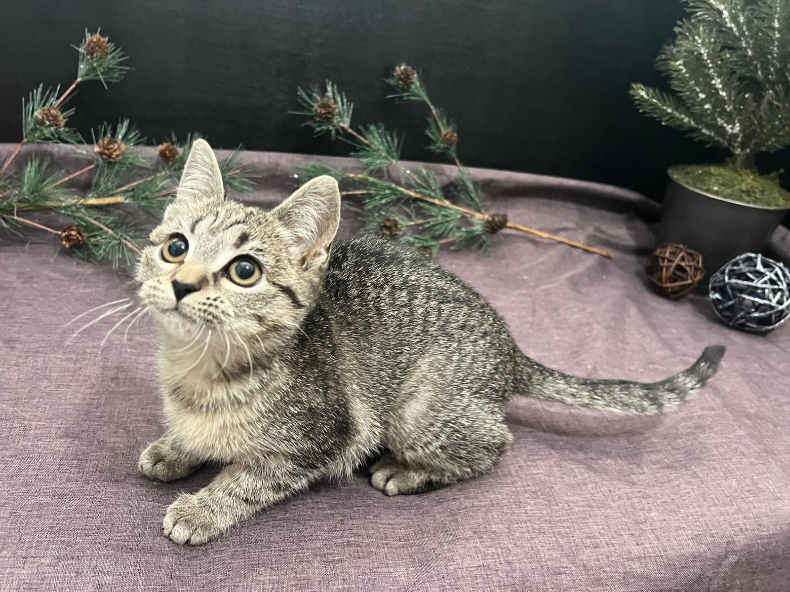 Enlarge Luna Star, a Adoptable mixed breed in Fayetteville, GA image 3/3