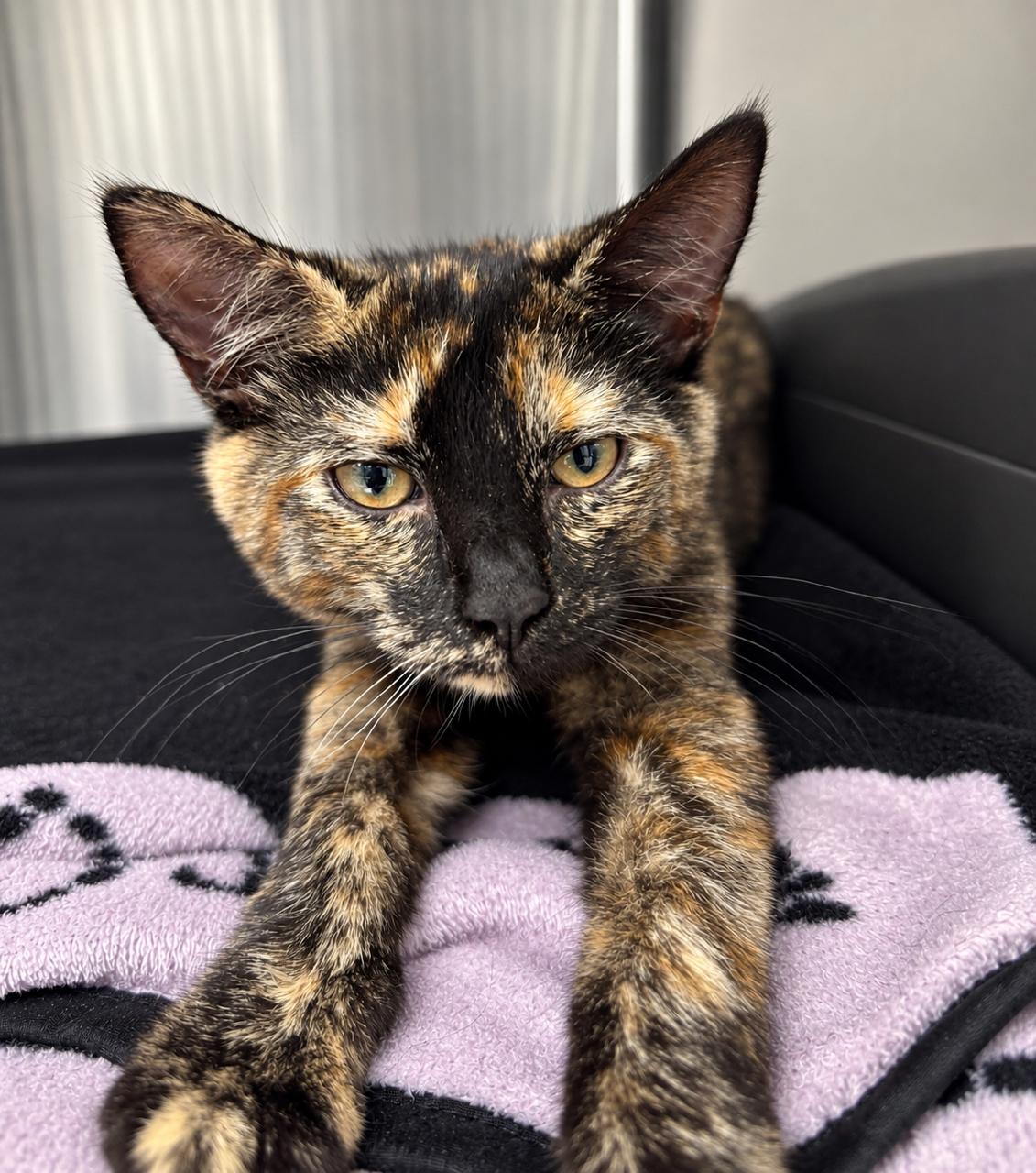 Victoria, Adopted, Kitten Female Domestic Short Hair.