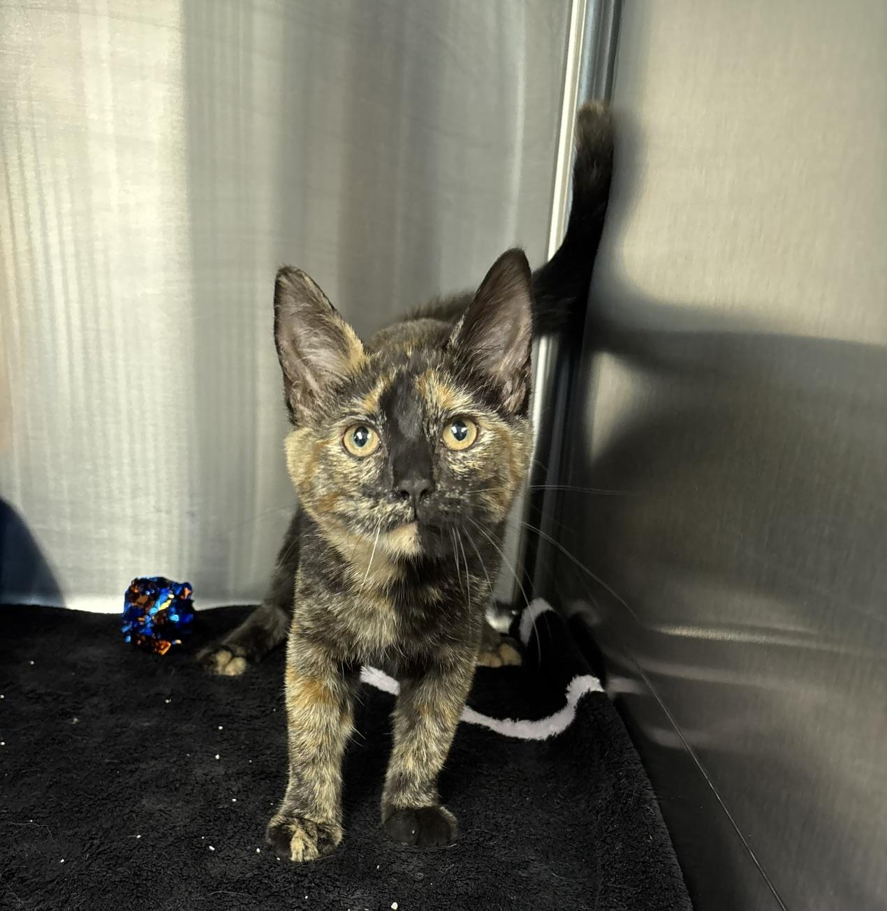 Enlarge Victoria, a Adopted Domestic Short Hair in Cleveland, OH image 3/3