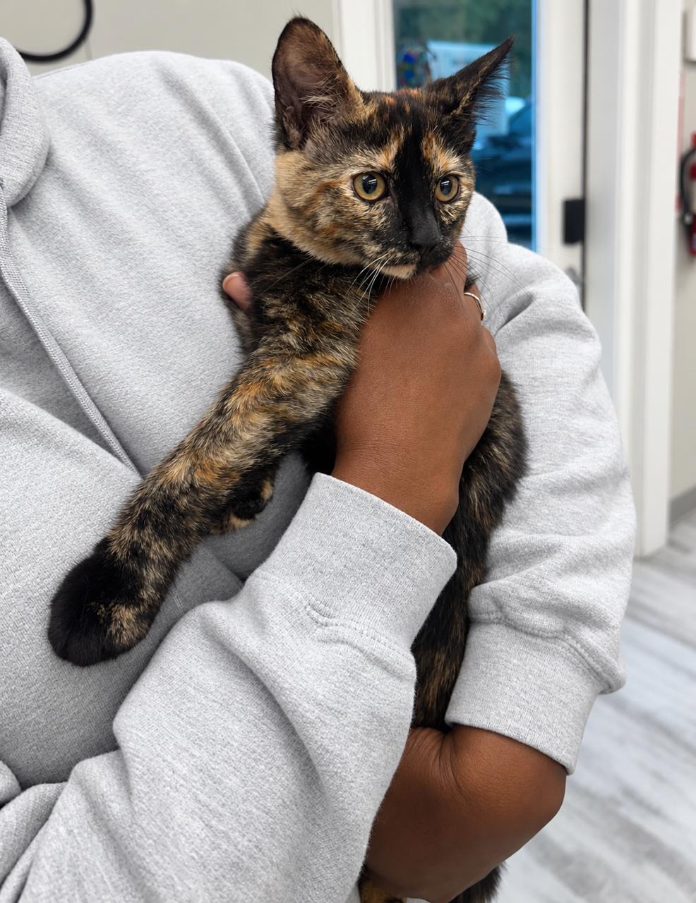 Enlarge Victoria, a Adopted Domestic Short Hair in Cleveland, OH image 2/3
