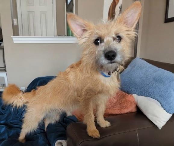 Enlarge Daisy Mae, a ADOPTABLE mixed breed in Colleyville, TX image 2/2